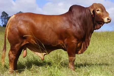 Bryvonlea Millenium